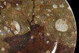 Fossil Orthoceras & Goniatite Round Plate - Stoneware #140062-1